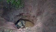 Elephant Calf Slips Into Well In Balangir, Rescue Efforts Underway
