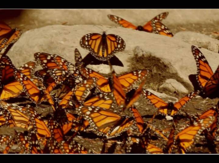 Mariposas monarcas y murciélagos magueyeros: buscan dos amenazados polinizadores en la isla más grande de México