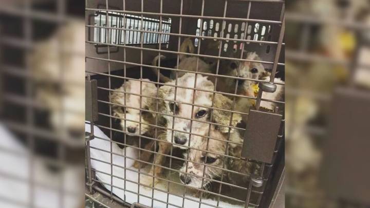 Alabama Rescuers Shocked After DNA Test Reveals The True Breed Of Six Abandoned Puppies