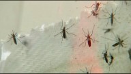 Warming climate could mean longer mosquito season