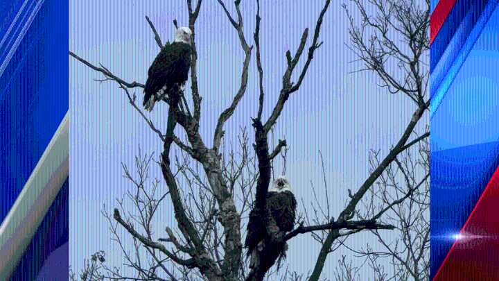 PHOTO: Two bald eagles spotted in tree in Enfield