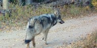 Female gray wolf dies in southwest Colorado