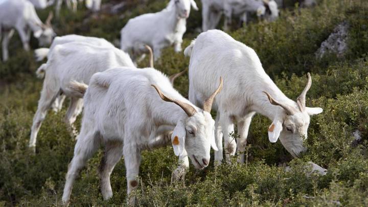 La CHJ se alía con Vallada y la cabra celtibérica para limpiar de cañas el Canyoles