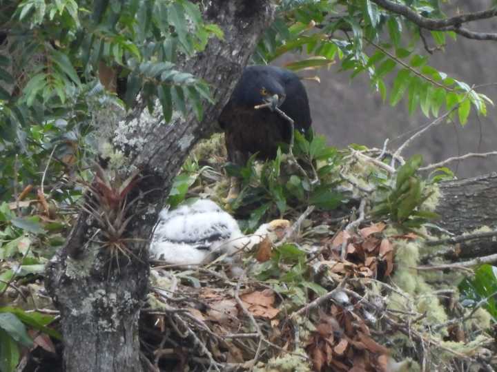 Nuevo avistamiento de polluelo de Águila Real de Montaña en el Huila