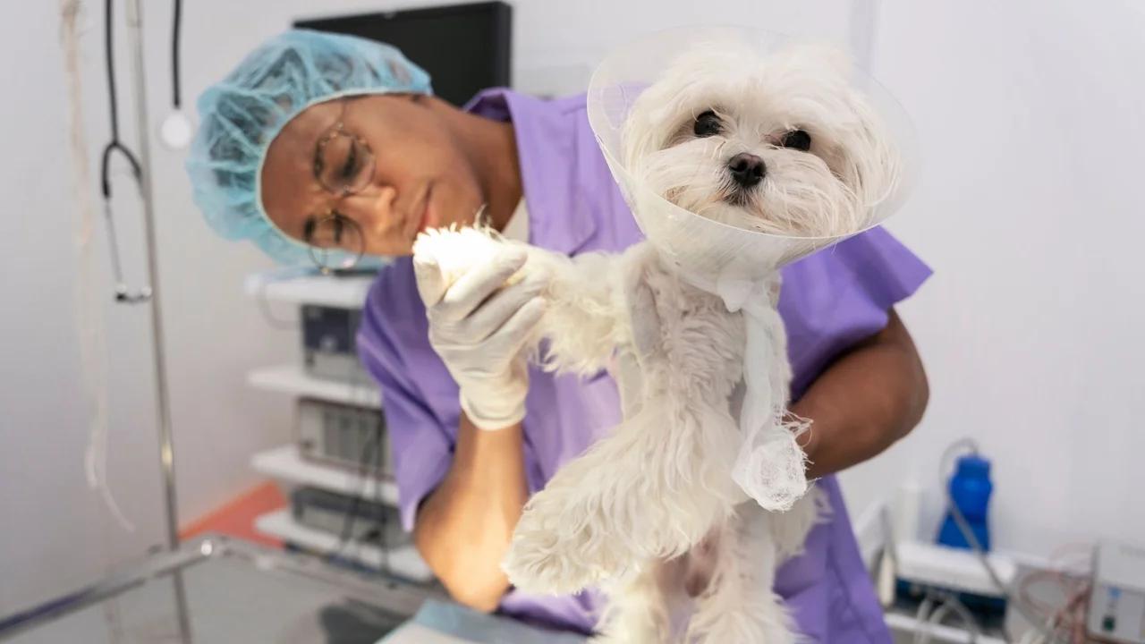 IDPYBA habilita más de seis mil cupos para esterilizaciones en noviembre y diciembre