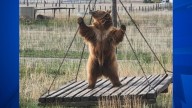 Bear at Weld County sanctuary enjoys state's weather before hibernation