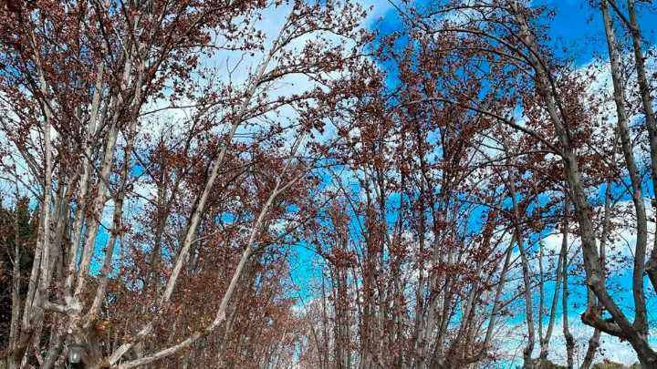 Mínimas de -9 grados y rachas muy fuertes de viento: la Aemet activa avisos en estas zonas de Aragón