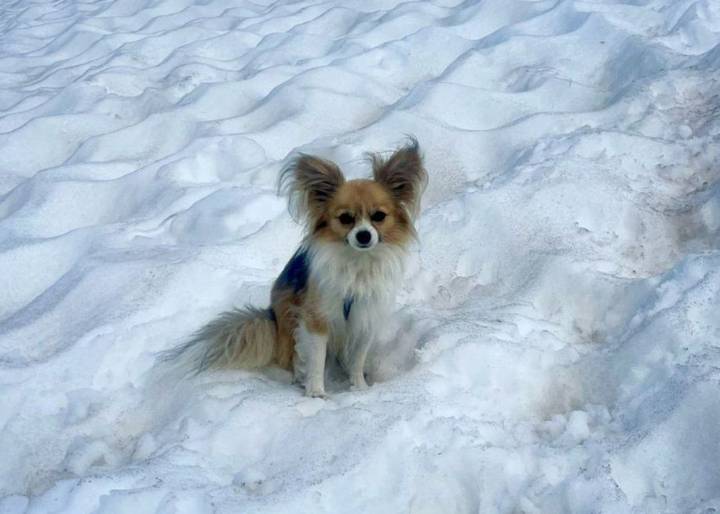 Two-thirds of dogs, including chihuahuas, have wolf DNA: scientists