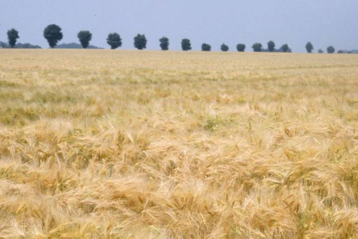 De compras. Ragt Semillas se quedó con el negocio de cebada maltera de Syngenta en todo el mundo