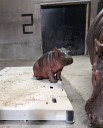 Just a few hours remain for people to vote on the ABQ BioPark's baby hippo's name
