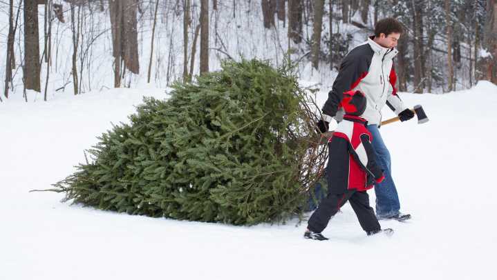 14 places to cut, buy a live Christmas tree around Louisville this year