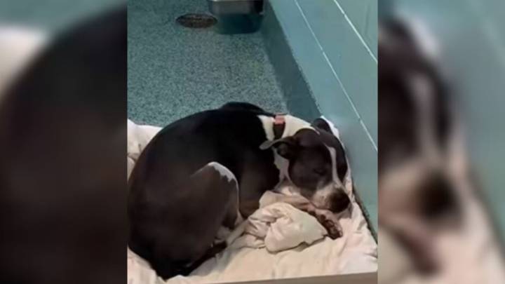 Florida Shelter Pup Spends Nearly Three Years Greeting Families Who Walk Past Her Kennel