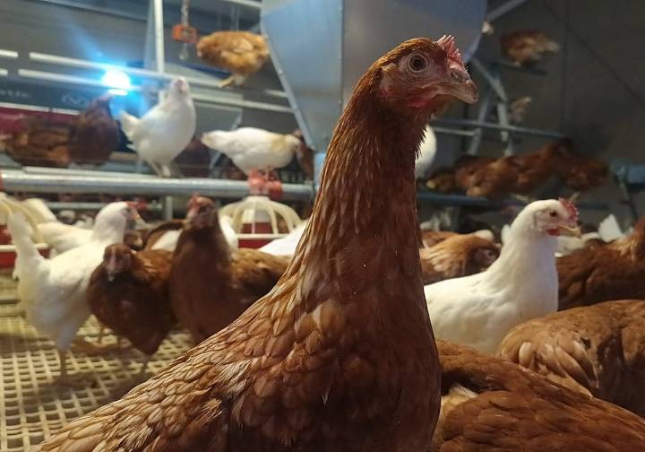 Gallinas encerradas: montan «gimnasios» para que no se estresen