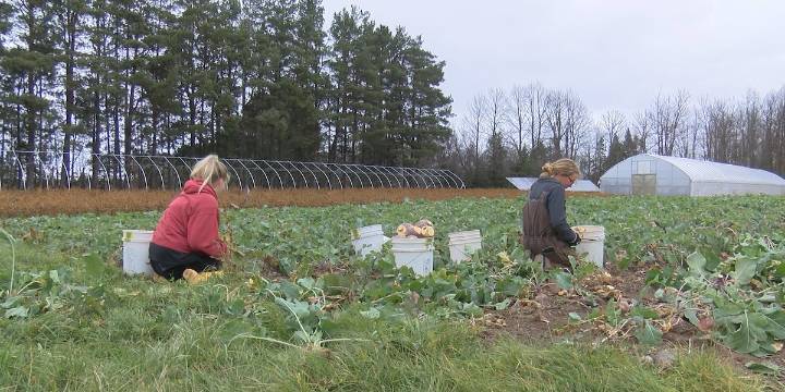 Lincoln Park farmers market canceled, vendors claim they have not been paid since June