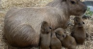 5 more capybara pups born at Cape May County Zoo