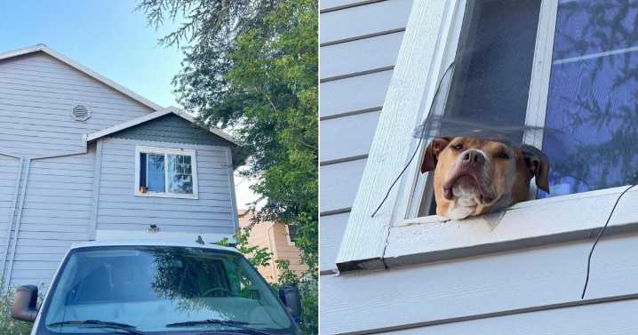 Emma the Dog Goes Viral for Her Wholesome Window Greetings
