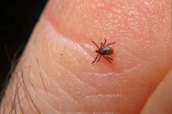 Suma Chihuahua más de 100 casos de Rickettsiosis