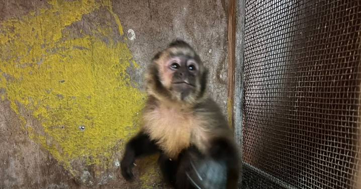 Detienen en Antofagasta a persona que mantenía en su domicilio a un mono capuchino