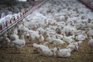 Chicken prices on the rise in Canada amid supply, avian flu concerns