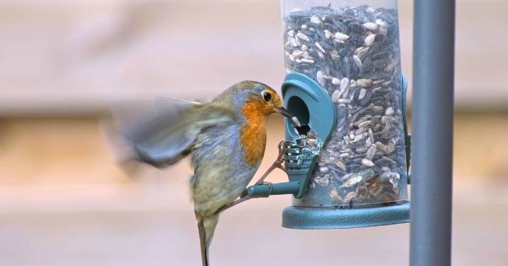 Robins will stop feeding in your garden if they spot 1 bird that can be easily deterred
