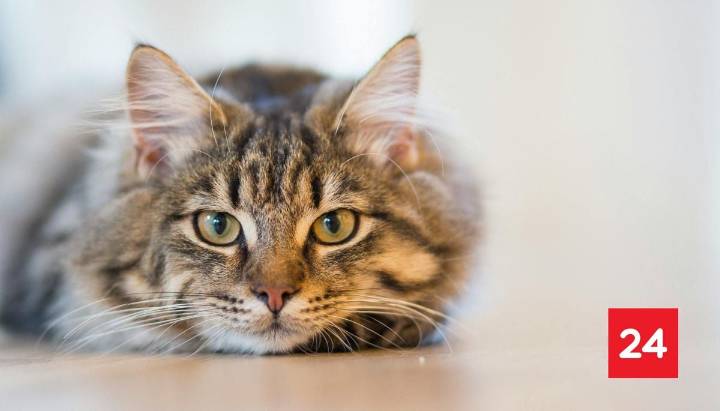 Negligencia terminó con amputación de mascota: Veterinaria pagará millonaria indemnización tras fallo