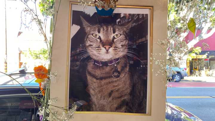 Waymo Kills Cat in San Francisco, Sparking Calls for AI Car Reform