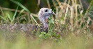 Conservation efforts see return of New York turkeys