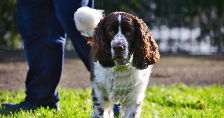 Dog owner issues stark warning after pet puppy rushed to intensive care after walk