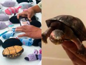 Detectan en aeropuerto de Tijuana cargamento con 774 tortugas ocultas como “cosméticos”