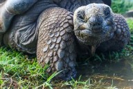 How Tortoises Can Connect Us, Heal Us, and Offer Hope