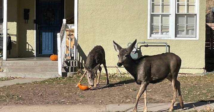 Colorado Parks and Wildlife urges residents to recycle leftover pumpkins, not feed them to wildlife