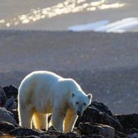 Worker interested in taking polar bear photos at Nunavut site before he was killed