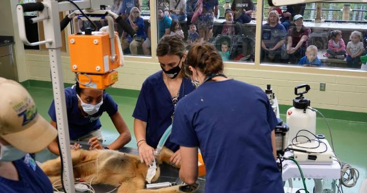 Visitors to New Jersey zoo get to watch veterinarians treat the animals
