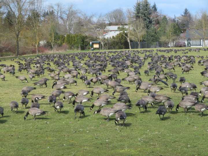 COLUMN: Meet Salem’s wintering and resident geese