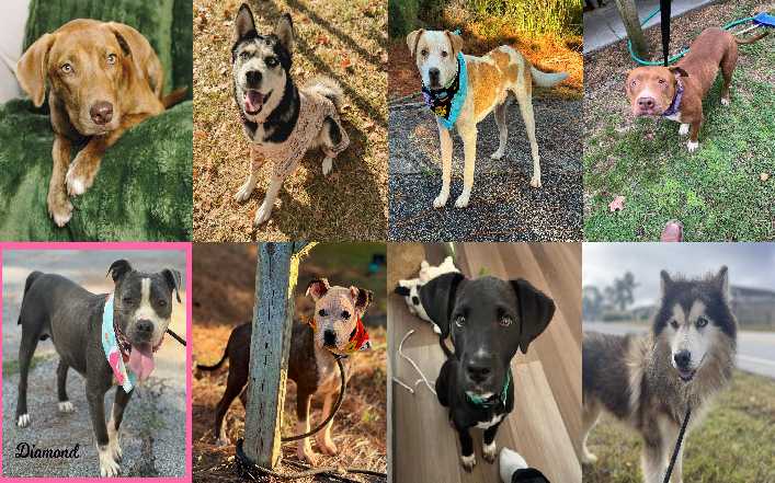 Midlands Pup Shots! November 4