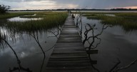 EPA moves to limit scope of clean water law to reduce amount of wetlands it covers