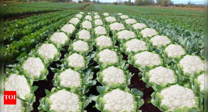 'Bihar approves gobhi farming': Assam minister's post ignites fury; Shashi Tharoor reacts