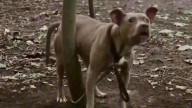 New York Pittie’s Desperate Barks Lead A Jogger To A Scene That Breaks His Heart