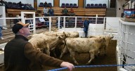 A morning at one of Montana’s busiest cattle auctions, in photos