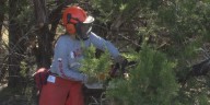Veterans serve community with fire mitigation work at Dana Peak Park