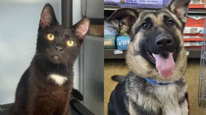 Meet the North Jersey adoptable pets of the week Conan and Dolly