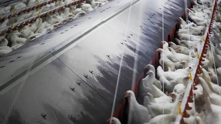 El Gobierno confina todas las granjas de aves de corral de España por la gripe aviar