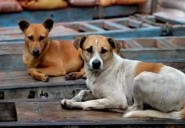 Six-year-old boy mauled by stray dogs in Mangaluru