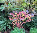 In the Garden Now: Redbud Hazel