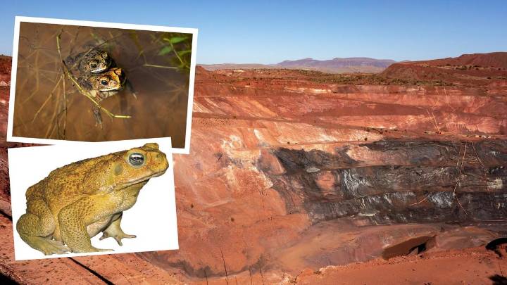 WA news 
                                            Comments
                                          
                                            Premium
                                       