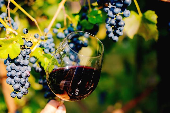 Orgullo nacional: viña chilena obtiene 1º lugar en ranking de Forbes y otras cuatro entran al top 50