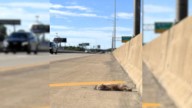 Illinois Driver Notices Mysterious Creature Struggling Near Traffic And What Happens Next Will Shock You