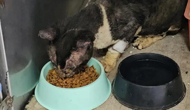 "Por una Sopita": Lanzan una rifa para costear el cuidado de 50 animales rescatados