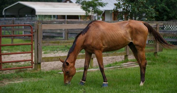 Horses who have been to events in Texas, Oklahoma may be at risk for virus, officials say