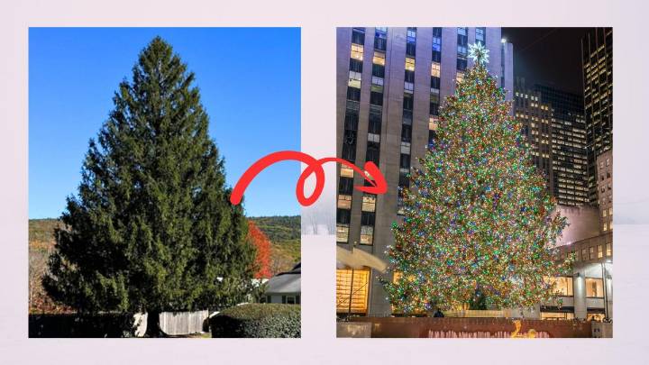 It’s Happening! East Greenbush Tree Begins Its Journey to Rockefeller Center